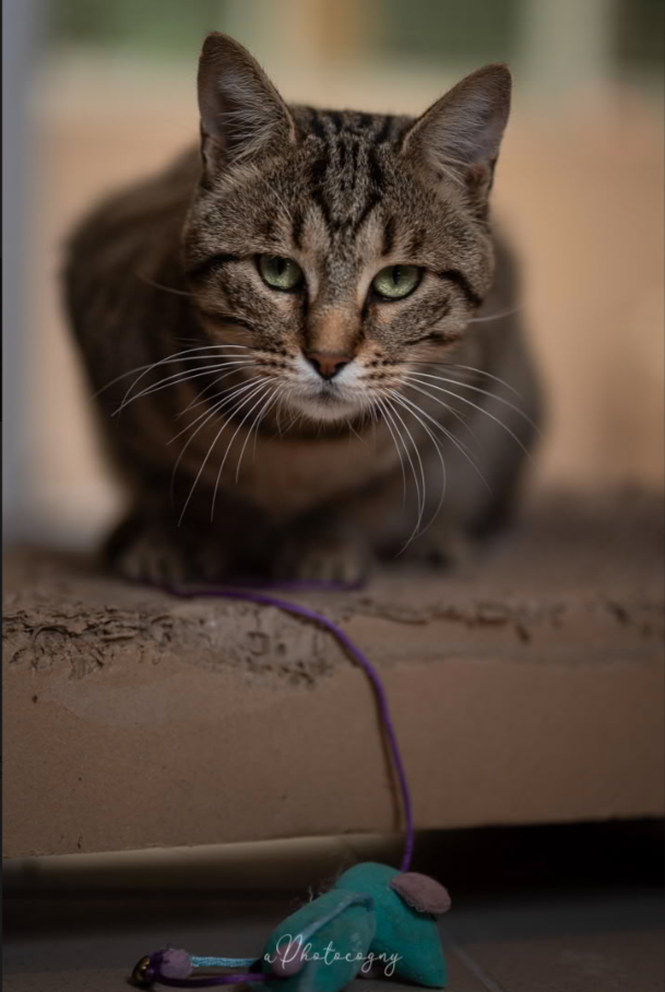 Chat du refuge