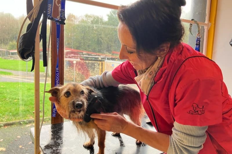 Toiletteuse en action avec un chien